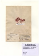 藏品(浪花藻)的圖片
